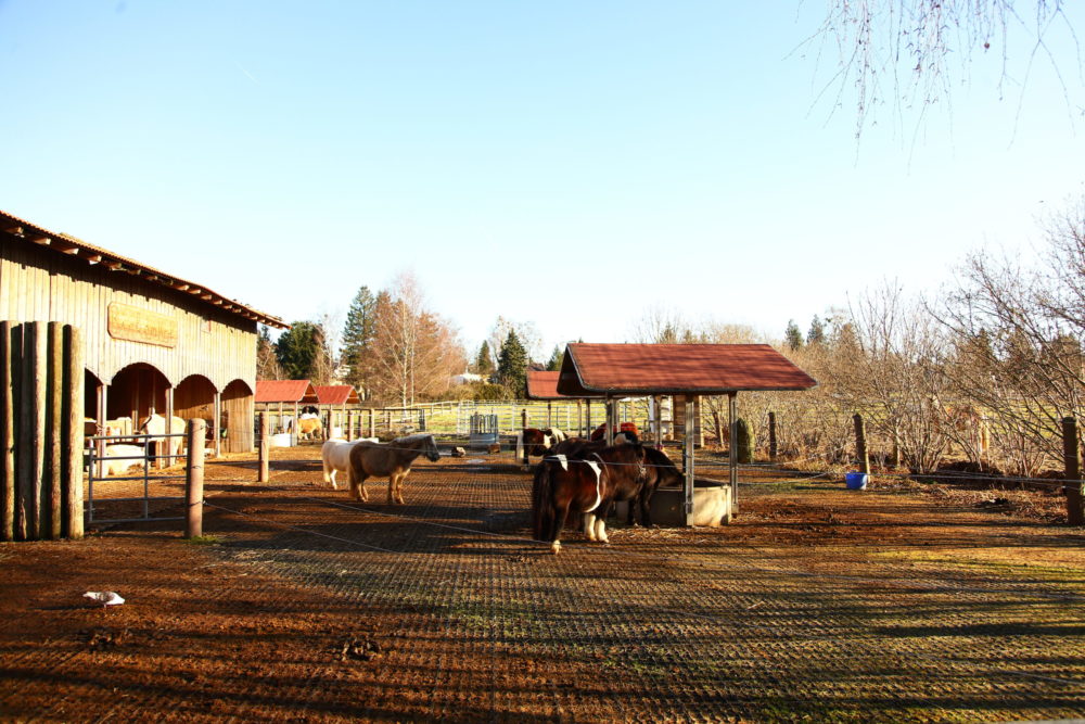 Pferdeosteopathie Galerie